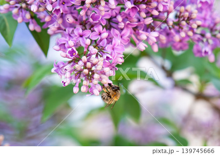 blooming lilac lilac in summer blooming lilac lilac in summer 139745666