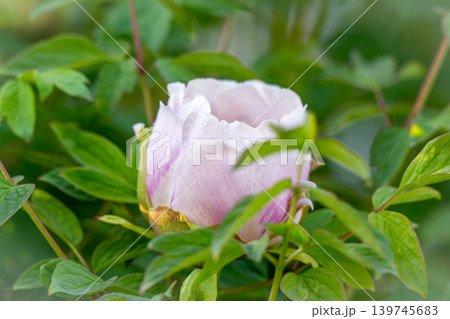 Beautiful light pink peony flower Beautiful light pink peony flower 139745683