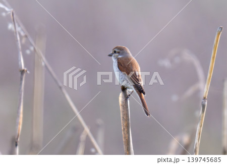 A close-up photo of a red-backed shrike A close-up photo of a red-backed shrike 139745685
