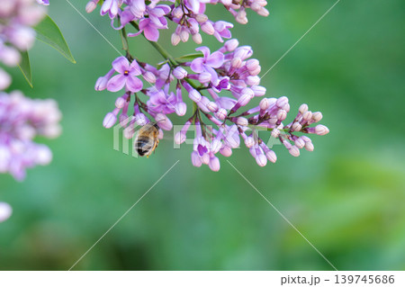 blooming lilac lilac in summer 139745686