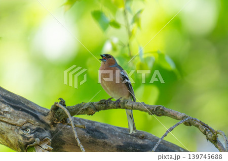 A Beautiful Chaffinch Perched i A Beautiful Chaffinch Perched i 139745688