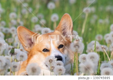 corgi with dandelions 139745695