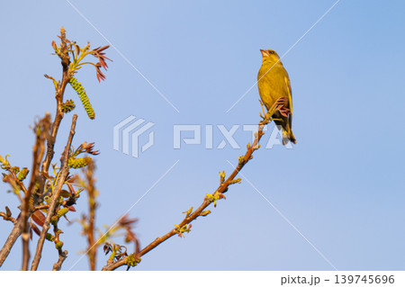 Male European greenfinch with the last evening lights Male European greenfinch with the last evening lights 139745696