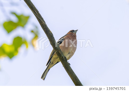 A Beautiful Chaffinch Perched i A Beautiful Chaffinch Perched i 139745701