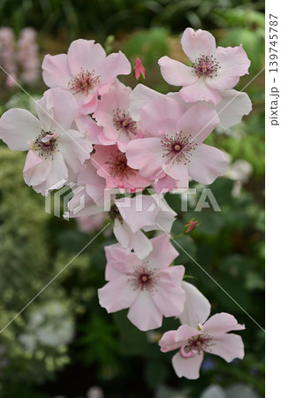 春色にほどける薔薇 139745787