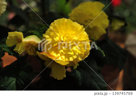 陽だまりの黄花 陽だまりの黄花 139745789