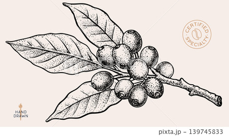 Vintage coffee branch bean plant sketch Vintage coffee branch bean plant sketch 139745833