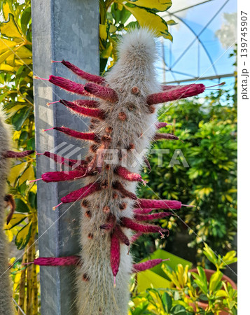 Vivid magenta tubular flowers are blooming along the hairy stem of a silver torch cactus in a greenhouse. The setting includes lush green plants, creating a vibrant scene. 139745907