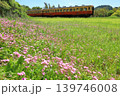 小湊鐵道「草原に咲くイモカタバミの花と列車を背景に」 小湊鐵道「草原に咲くイモカタバミの花と列車を背景に」 139746008