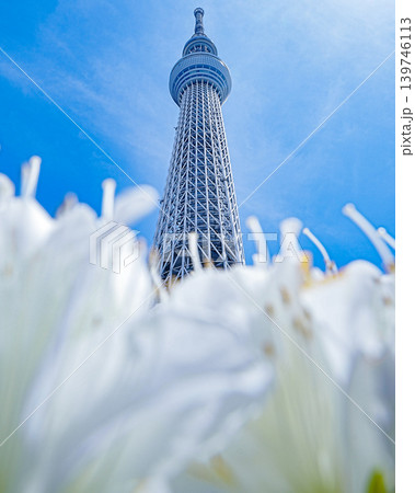 青空と白い花とスカイツリー 青空と白い花とスカイツリー 139746113