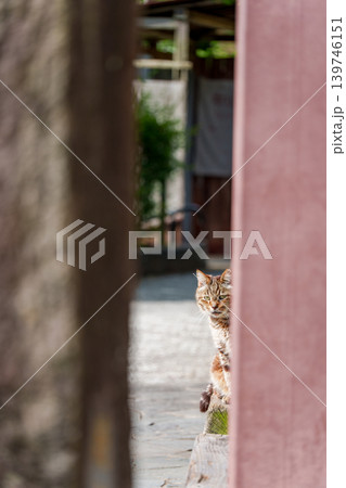 猫の町 尾道で見かけた可愛い猫 139746151