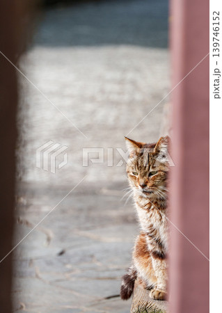 猫の町 尾道で見かけた可愛い猫 139746152