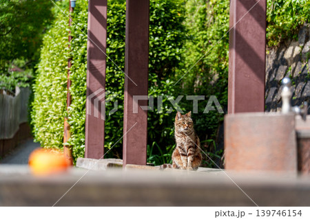 猫の町 尾道で見かけた可愛い猫 猫の町 尾道で見かけた可愛い猫 139746154