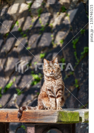 猫の町 尾道で見かけた可愛い猫 猫の町 尾道で見かけた可愛い猫 139746155