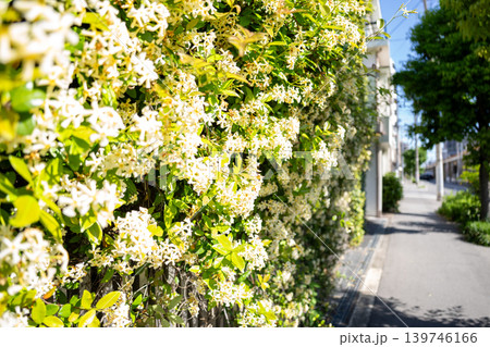 満開のテイカカズラと初夏の街並み 歩道に咲く白い花 スタージャスミン 背景素材 満開のテイカカズラと初夏の街並み 歩道に咲く白い花 スタージャスミン 背景素材 139746166