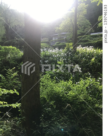 霧に包まれる森 霧に包まれる森 139746193
