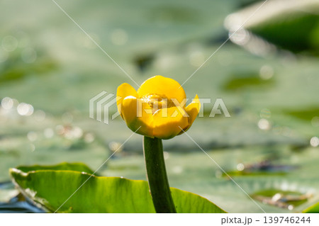 yellow water lily 139746244