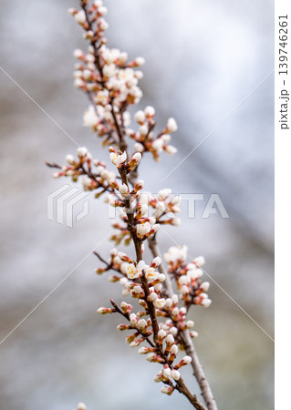 Branches of flowering fruit trees. 139746261