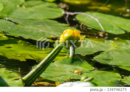 yellow water lily 139746273