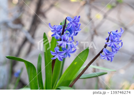 hyacinth flowers 139746274