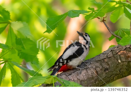 great spotted woodpecker great spotted woodpecker 139746352