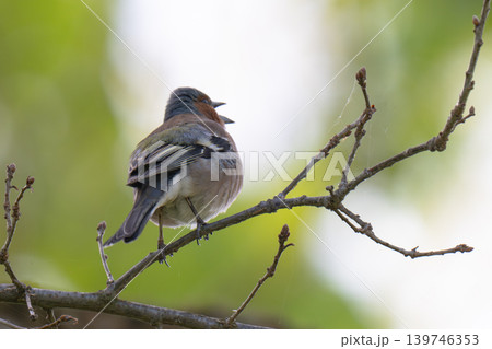 A Beautiful Chaffinch Perched  139746353