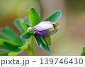 オダマキ　咲きかけ 139746430