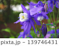 オダマキ 139746431