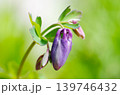 オダマキのつぼみ 139746432