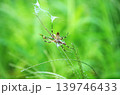 ナガコガネグモ 139746433