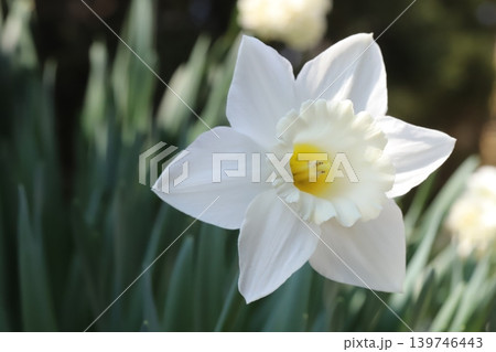 春の庭に咲く白い花びらに白い副花冠のラッパズイセンの花 春の庭に咲く白い花びらに白い副花冠のラッパズイセンの花 139746443