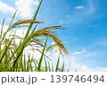 色づき始めの実る前の稲穂と青空 139746494