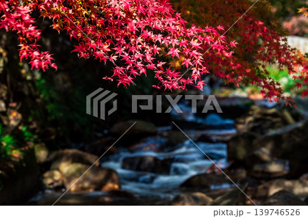 豪渓 晩秋の日差しと紅葉と渓流11 岡山県総社市 豪渓 晩秋の日差しと紅葉と渓流11 岡山県総社市 139746526