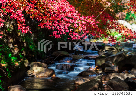 豪渓　晩秋の日差しと紅葉と渓流16　岡山県総社市 139746530