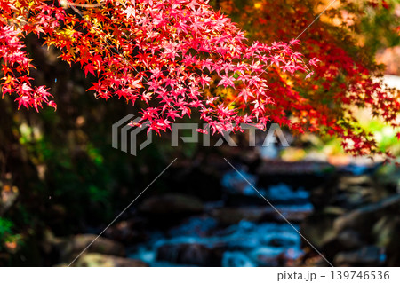 豪渓 晩秋の日差しと紅葉と渓流10 岡山県総社市 豪渓 晩秋の日差しと紅葉と渓流10 岡山県総社市 139746536