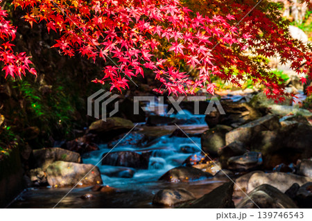 豪渓 晩秋の日差しと紅葉と渓流3 岡山県総社市 豪渓 晩秋の日差しと紅葉と渓流3 岡山県総社市 139746543