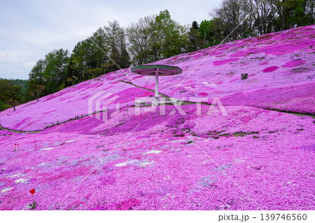 太陽の丘えんがる公園の満開の芝ざくら(2026年) 太陽の丘えんがる公園の満開の芝ざくら(2026年) 139746560
