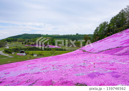 太陽の丘えんがる公園の満開の芝ざくら（2026年） 139746562