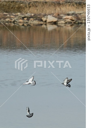 日本で最初の人工干潟。大阪南港野鳥園・野鳥園臨港緑地からのバードウォッチング&クルーズ船ウォッチング 日本で最初の人工干潟。大阪南港野鳥園・野鳥園臨港緑地からのバードウォッチング&クルーズ船ウォッチング 139746653