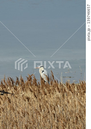 日本で最初の人工干潟。大阪南港野鳥園・野鳥園臨港緑地からのバードウォッチング＆クルーズ船ウォッチング 139746657