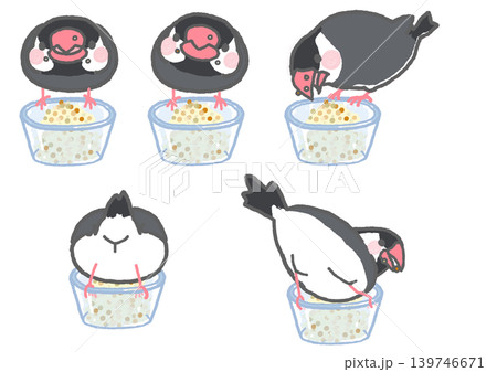 ご飯を食べる桜文鳥のイラストのセット 139746671