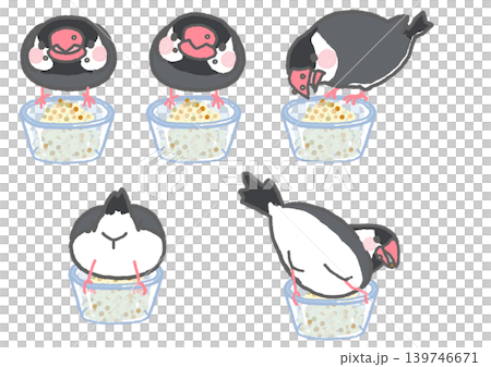 A set of illustrations of a Java sparrow eating. 139746671
