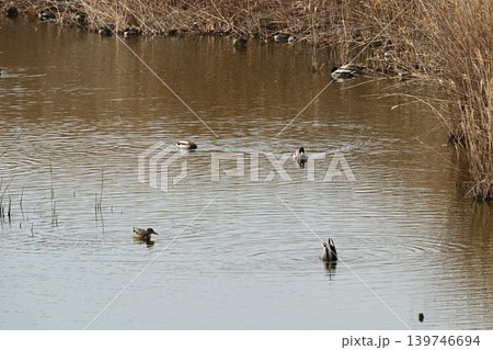 日本で最初の人工干潟。大阪南港野鳥園・野鳥園臨港緑地からのバードウォッチング＆クルーズ船ウォッチング 139746694