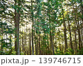 初夏の杉林 139746715