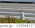 支柱にとまるスズメ 139746717