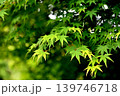 青もみじ 139746718