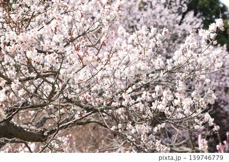 満開になった桜の木 139746779