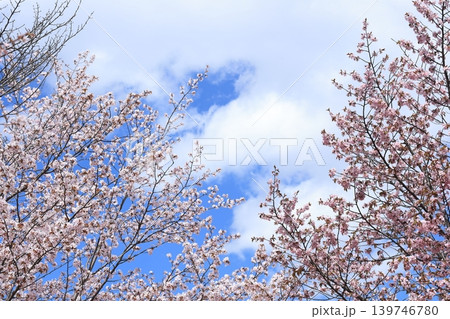 青空に映える満開の桜 青空に映える満開の桜 139746780
