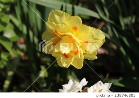 春の庭に咲く黄色い花びらにオレンジ色の模様が入った八重咲き水仙タヒチの花 139746803