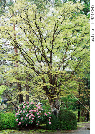 新緑に包まれた石楠花の花 新緑に包まれた石楠花の花 139747045